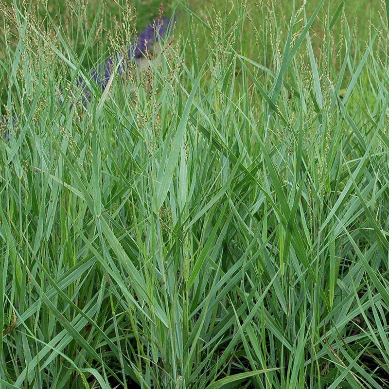Prairie Dog Switchgrass - Image 2