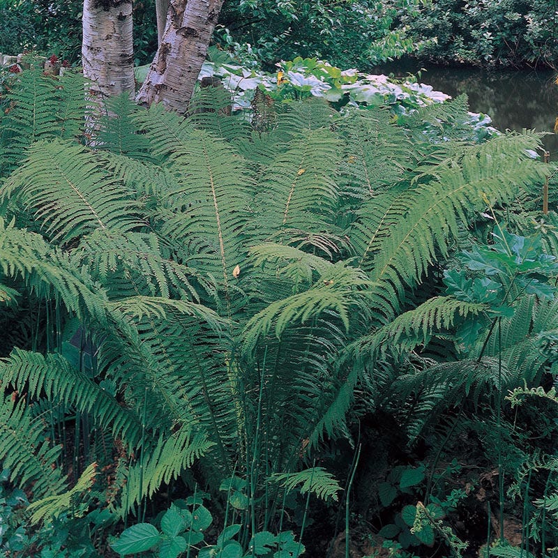 Ostrich Fern - Image 2