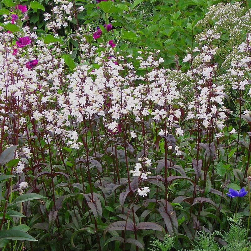 Husker Red Penstemon - Image 2