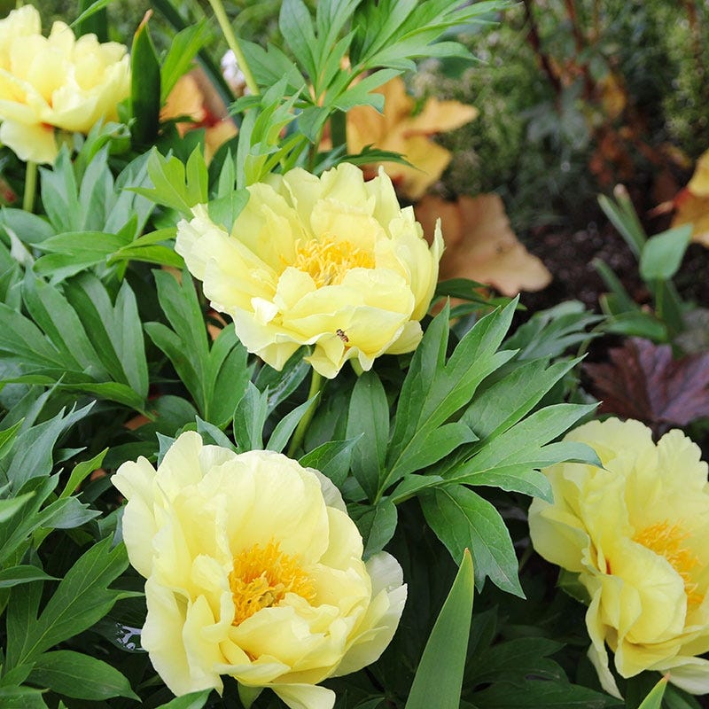 Bartzella Itoh Peony - Image 2