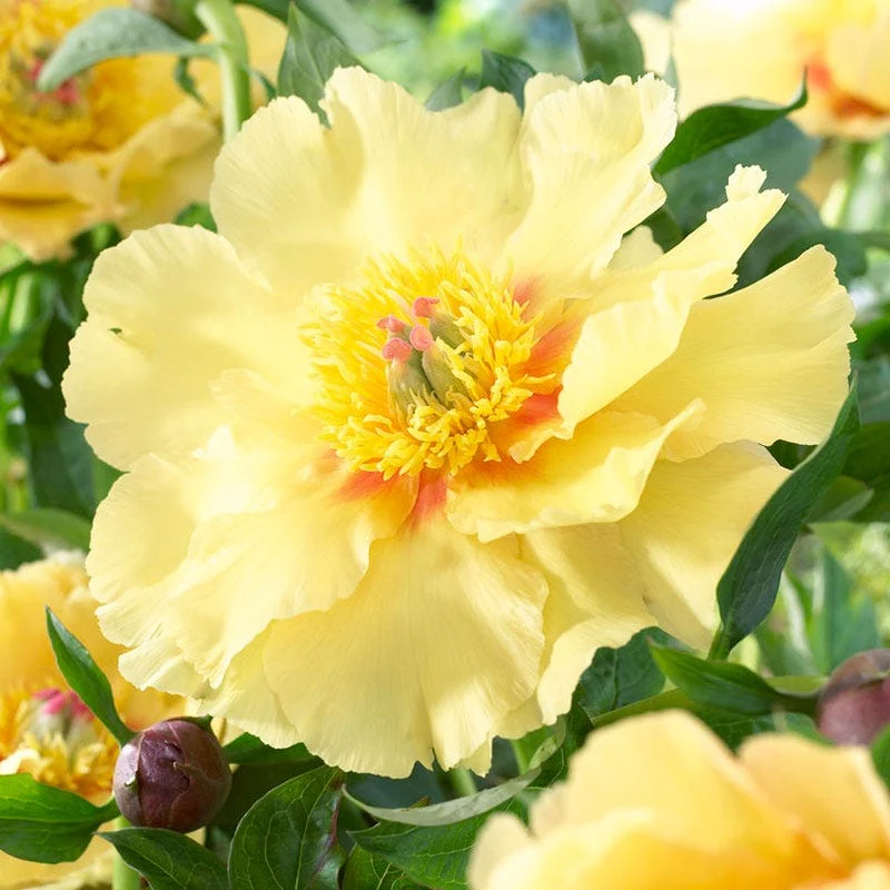 Garden Treasure Itoh Peony - Image 2