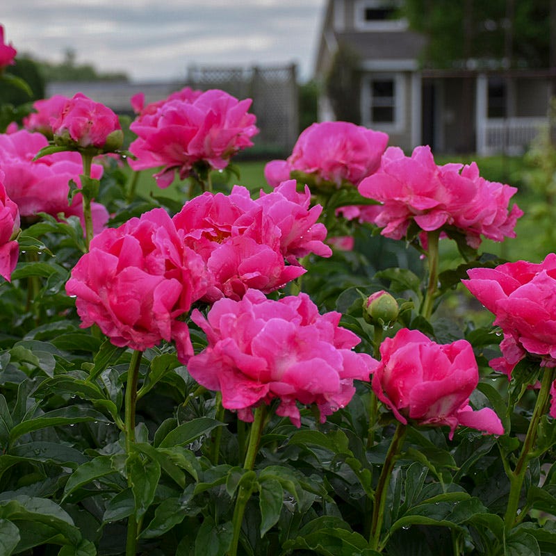 Paula Fay Peony - Image 2
