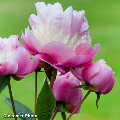 Sorbet Peony - Image 3