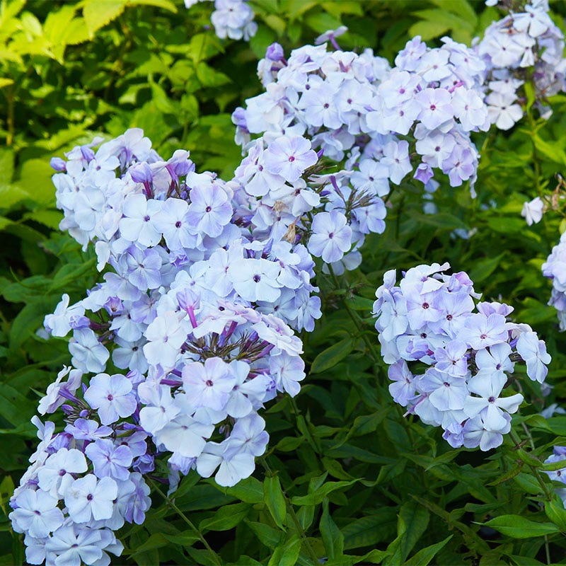 Blue Flame Phlox
