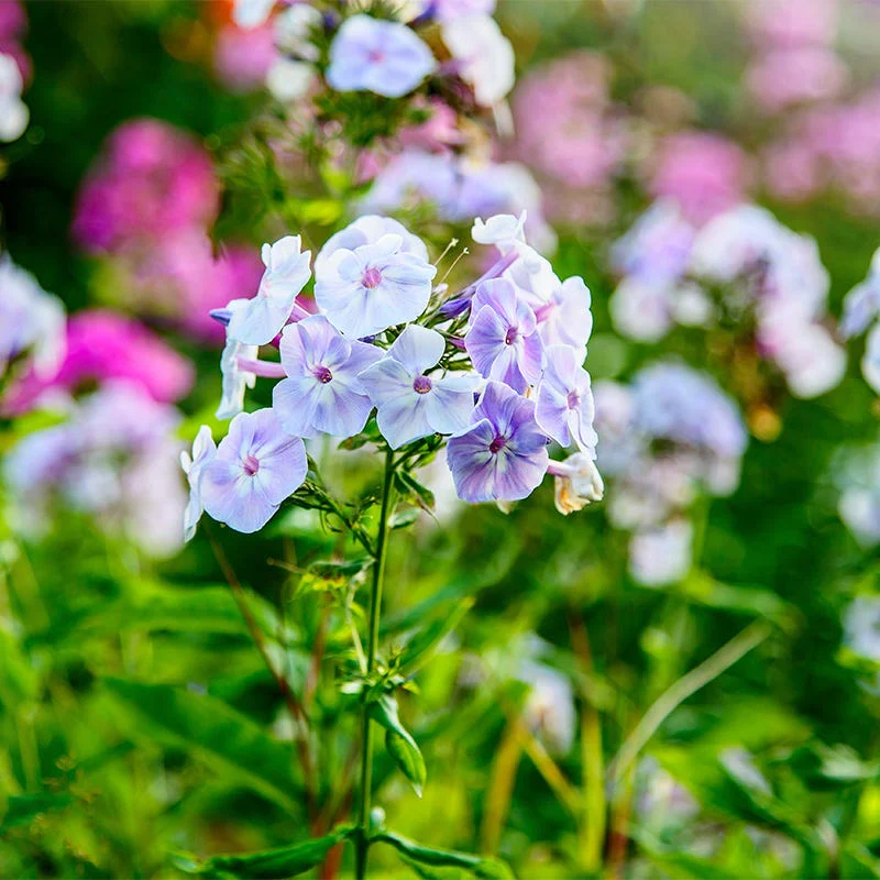 Blue Flame Phlox - Image 2