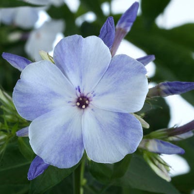 Blue Flame Phlox - Image 3