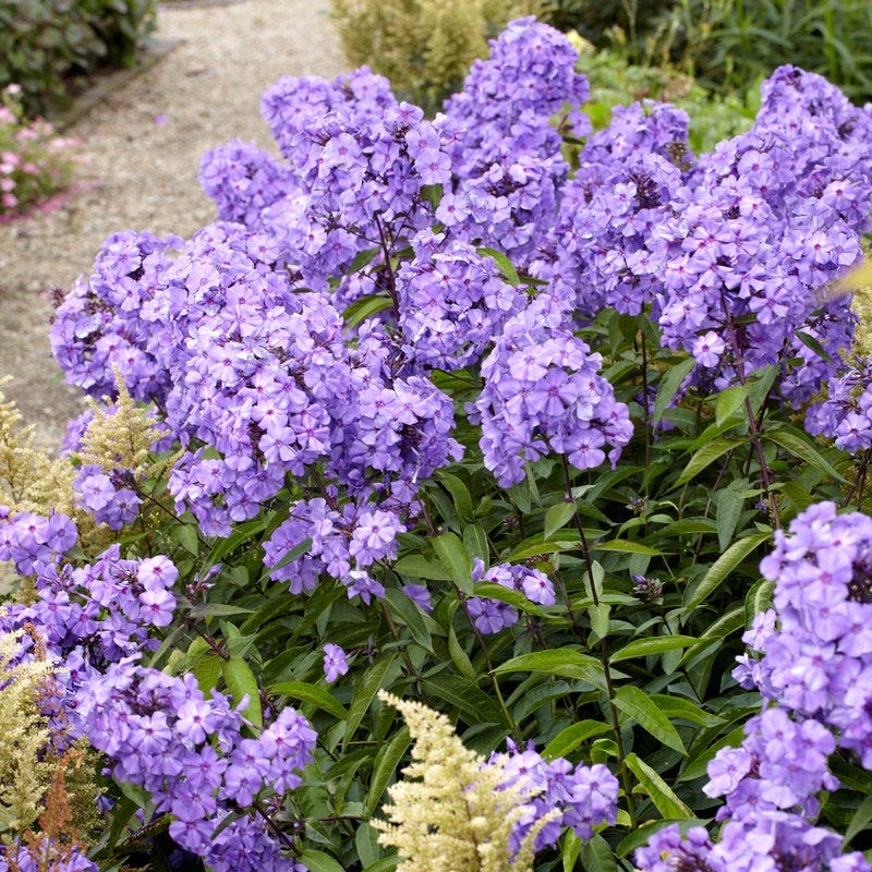 Blue Paradise Phlox - Image 2