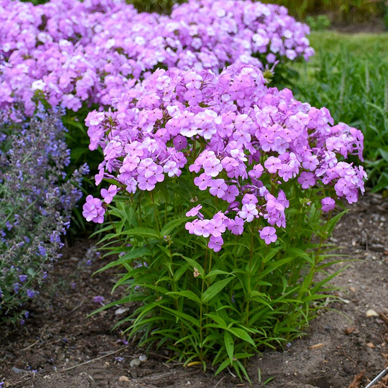 Fashionably Early Princess Phlox - Image 2