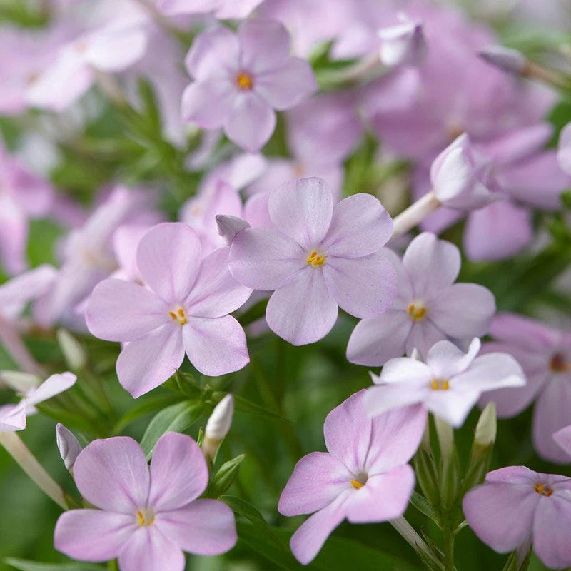 Forever Pink Phlox - Image 2