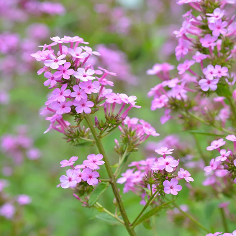 Jeana Phlox