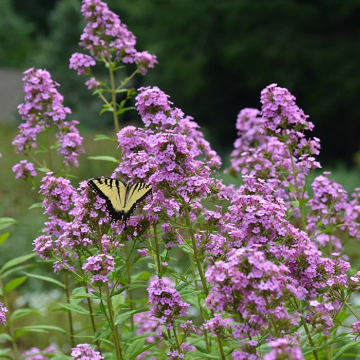 Jeana Phlox - Image 2