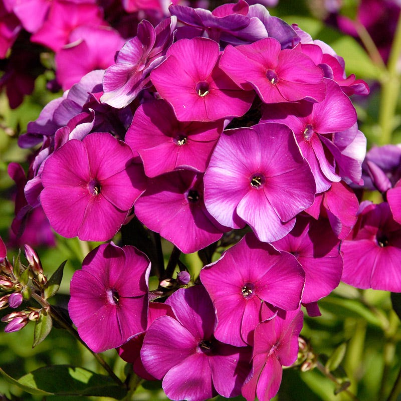 Nicky Phlox - Image 2