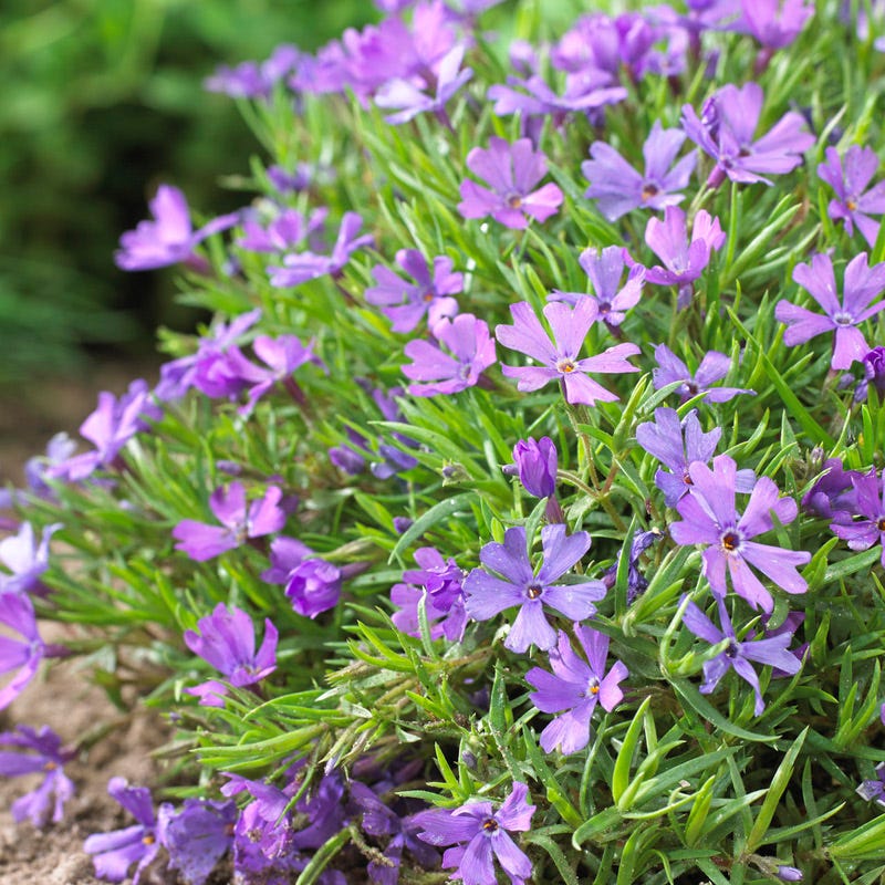 Violet Pinwheels Creeping Phlox