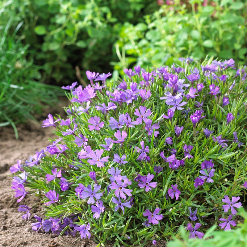 Violet Pinwheels Creeping Phlox - Image 2
