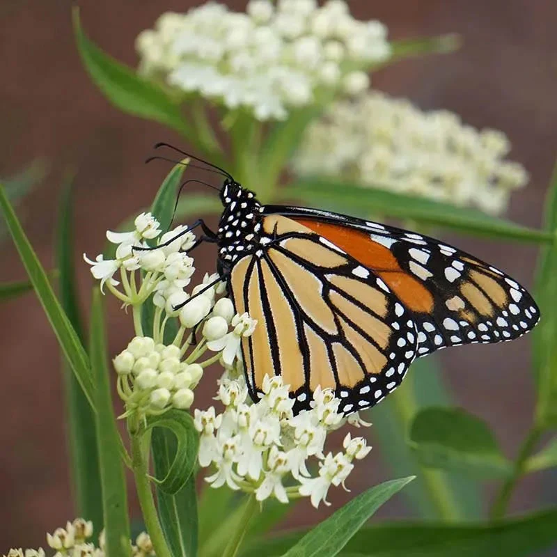 Pollinator Meadow Native Plant Collection - Image 3