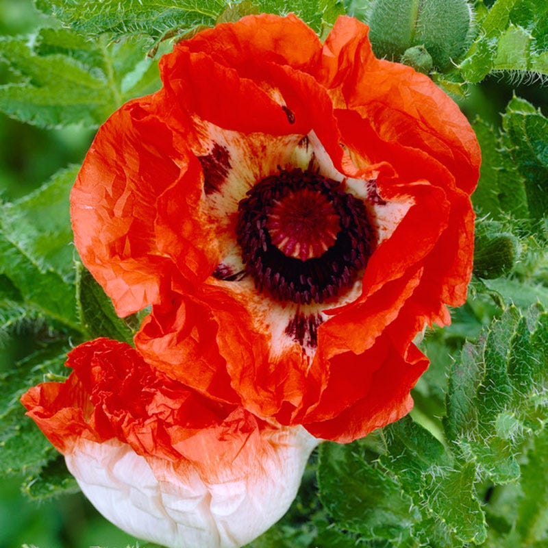 Pinnacle Oriental Poppy - Image 3