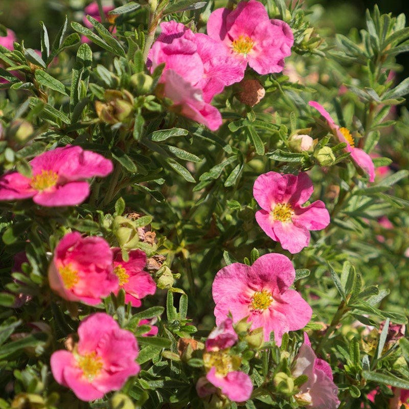 Bella Bellissima® Potentilla - Image 2