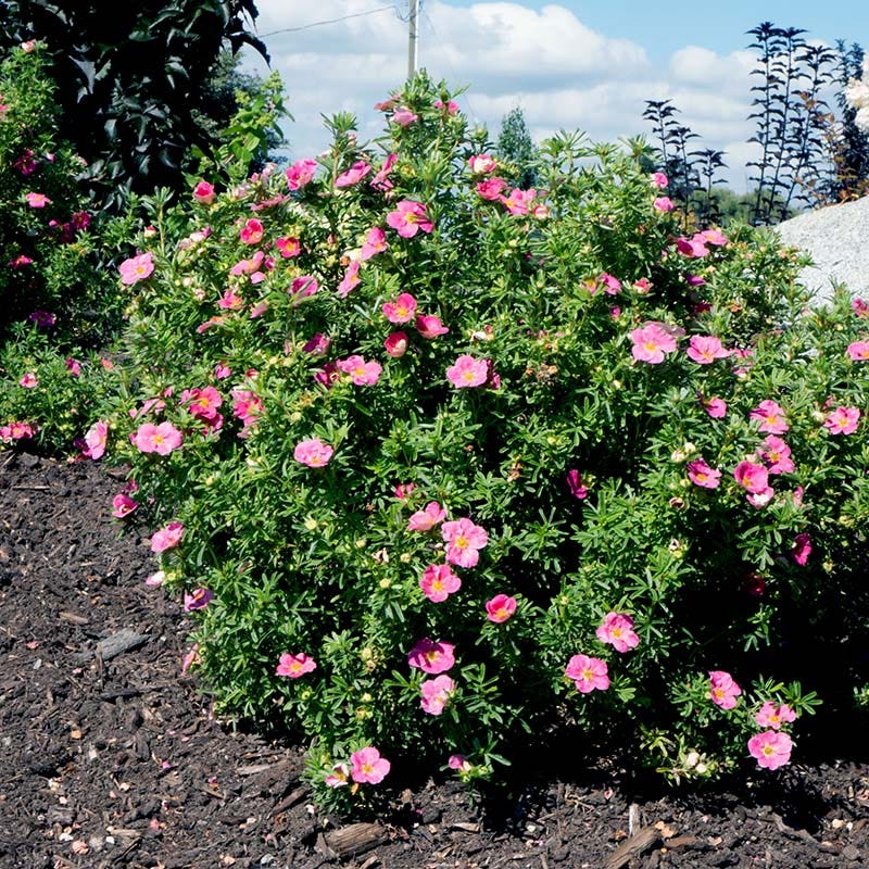 Bella Bellissima® Potentilla - Image 3