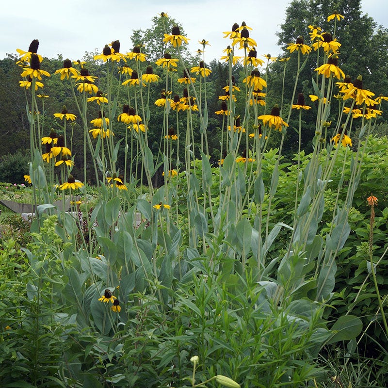 Prairie Habitat Native Plant Collection - Image 3