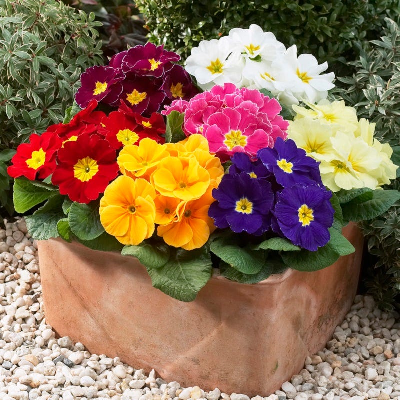 Hethor Giant Primrose Mix - Image 2