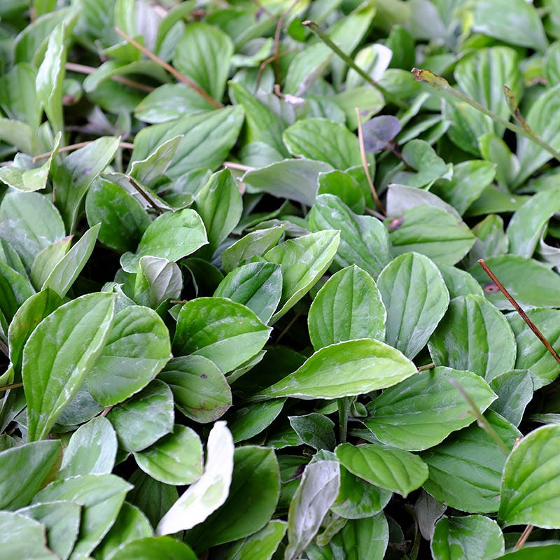 Plantain-leaf Pussytoes - Image 2