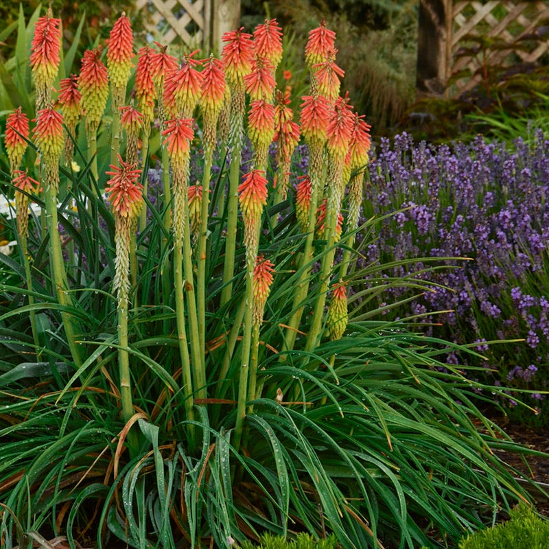 Fire Dance Red Hot Poker