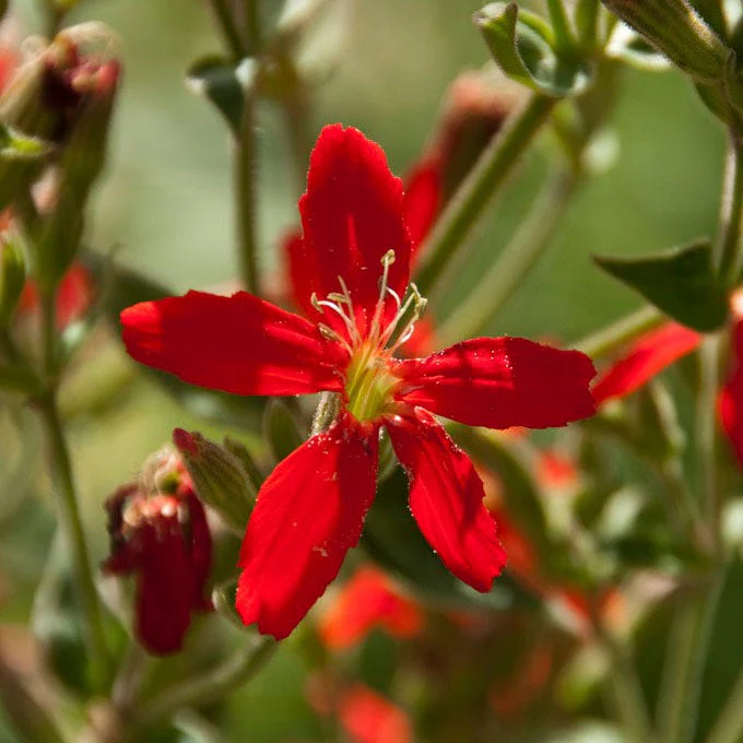 Royal Catchfly - Image 3