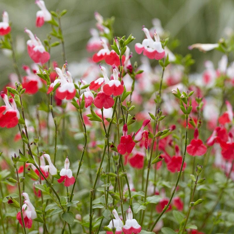 Hot Lips Sage - Image 3