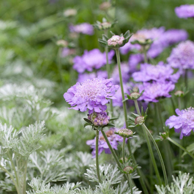 Butterfly Blue Scabiosa - Image 3