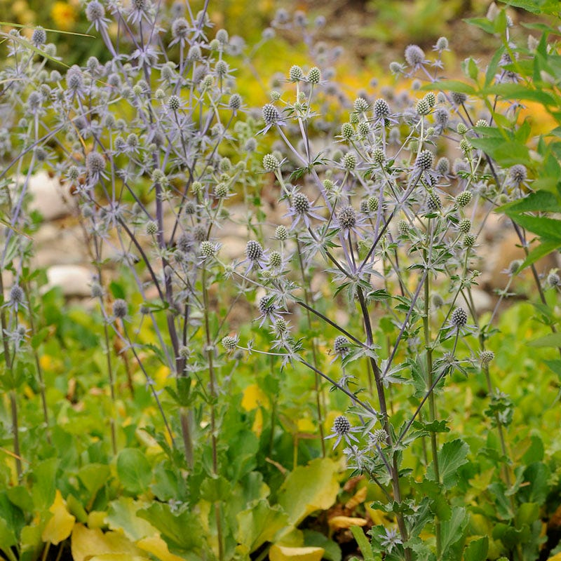 Blue Glitter Sea Holly - Image 4