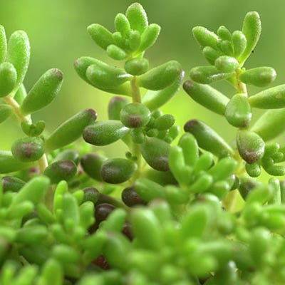 Sedum album Coral Carpet - Image 2
