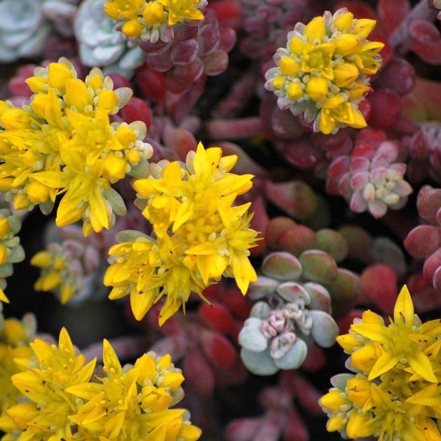 Cape Blanco Sedum - Image 2