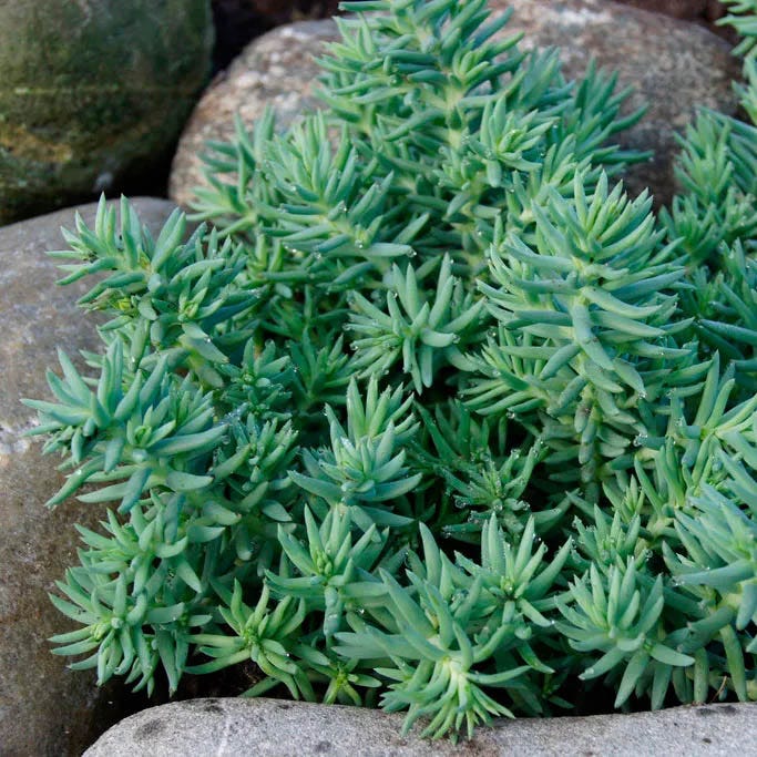 Creeping Sedum Low Grow Collection - Image 2