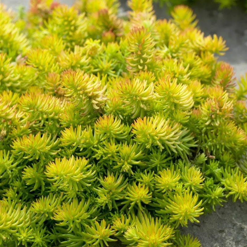 Creeping Sedum Low Grow Collection - Image 3