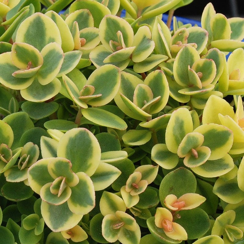 Lime Twister Sedum - Image 2