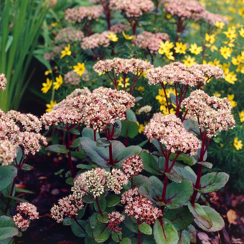 Matrona Sedum - Image 2