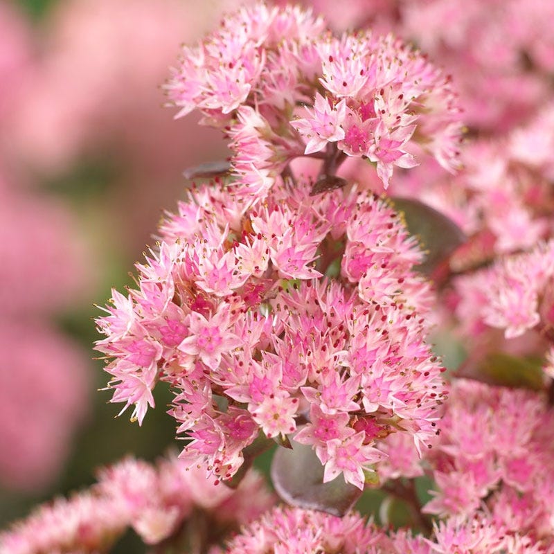 Matrona Sedum - Image 3