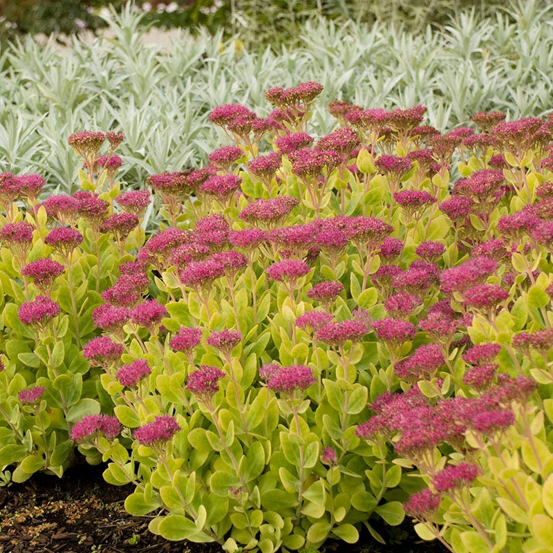 Neon Sedum - Image 2