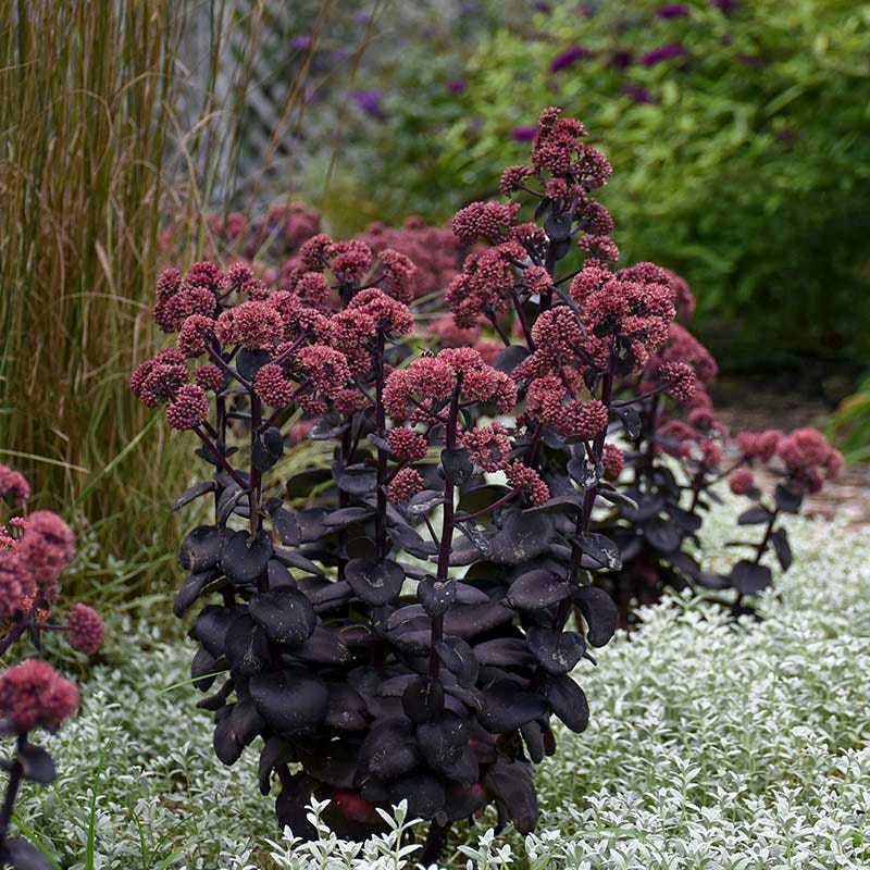 Night Embers Sedum - Image 3