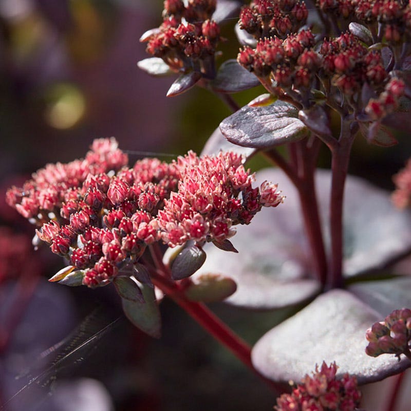 SunSparkler® Blue Pearl Sedum - Image 2