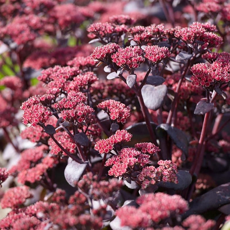 SunSparkler® Blue Pearl Sedum - Image 3