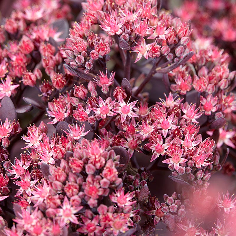 Sunsparkler® Plum Dazzled Sedum - Image 2