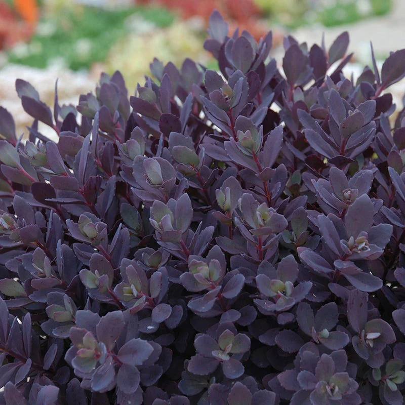 Sunsparkler® Plum Dazzled Sedum - Image 3