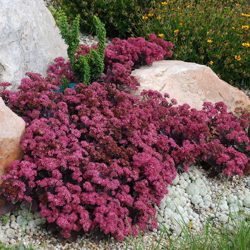 Sunsparkler® Plum Dazzled Sedum - Image 4