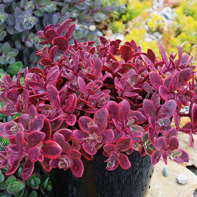Creeping Sedum Low Grow Collection - Image 4