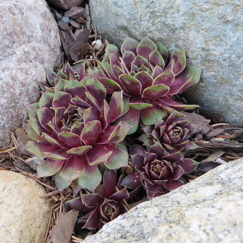 Red Heart Hens And Chicks