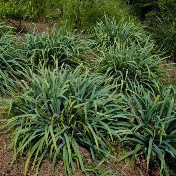 Native Shade Tapestry Lawn Plant Collection - Image 3