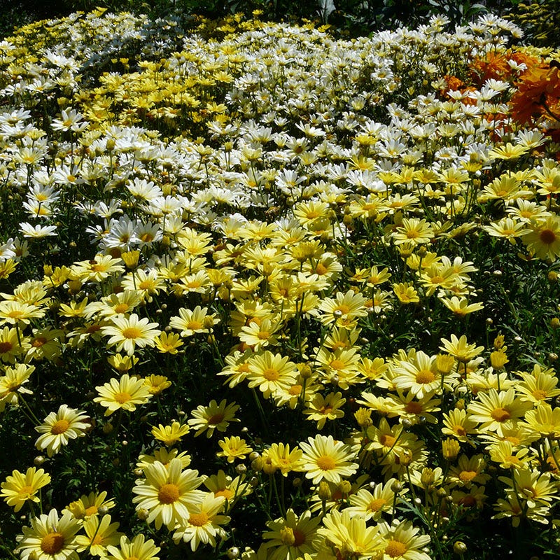 Real Sunbeam Shasta Daisy - Image 2