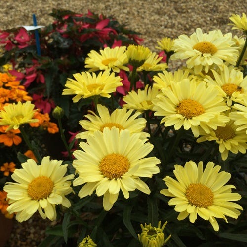 Real Sunbeam Shasta Daisy - Image 3