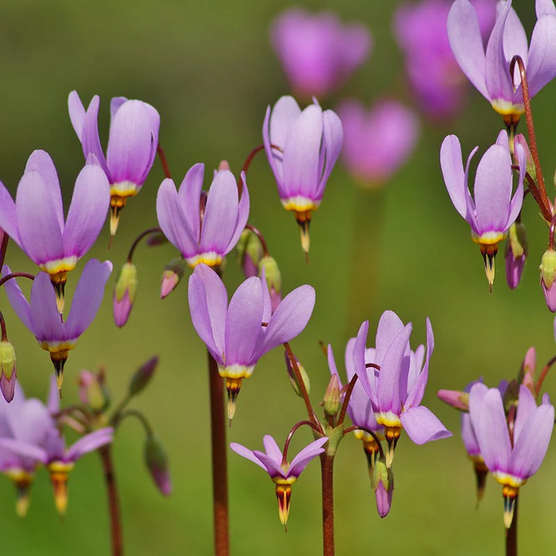 Woodland Wildflower Collection - Image 3